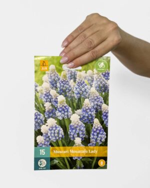 Lukovice presličica 'Mountain Lady' (Muscari)