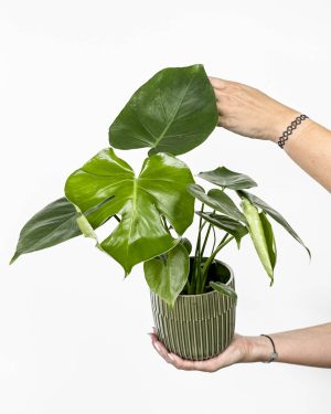 Monstera deliciosa (M)