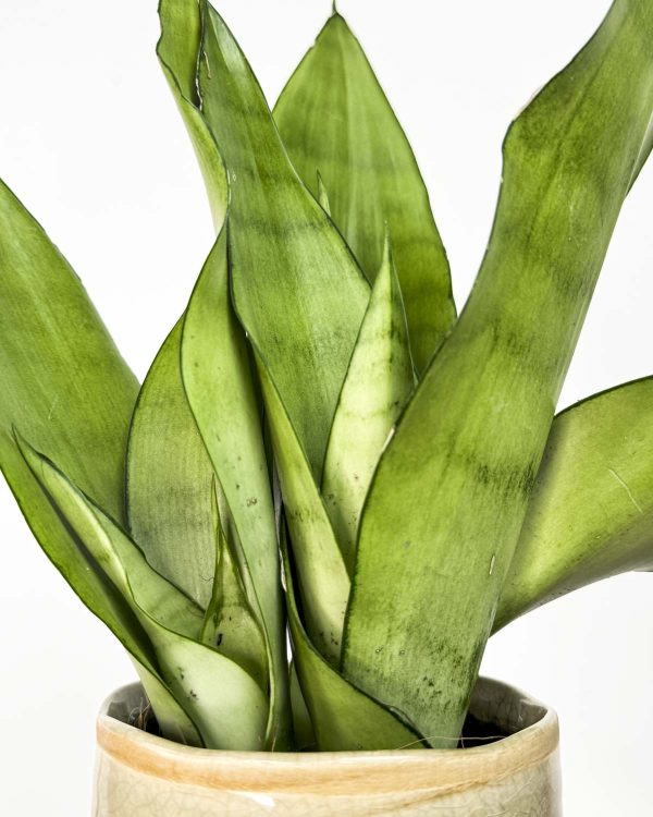 Svekrvin jezik 'Moonshine' (Sansevieria trifasciata) (S)