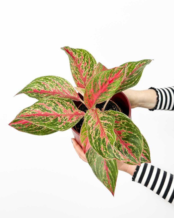 Aglaonema 'Pincut' (Aglaonema) (M)