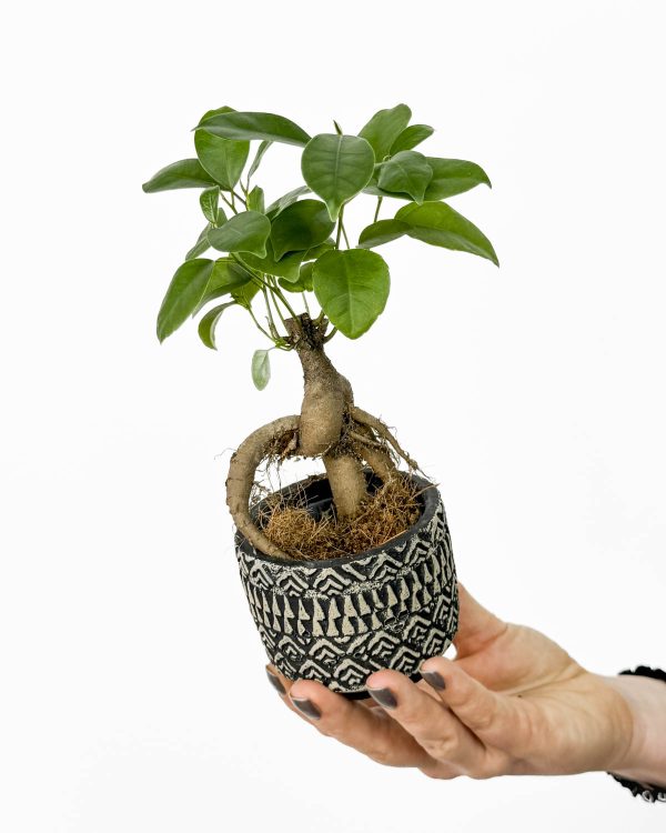 Fikus 'Ginseng' (Ficus microcarpa) (XS)