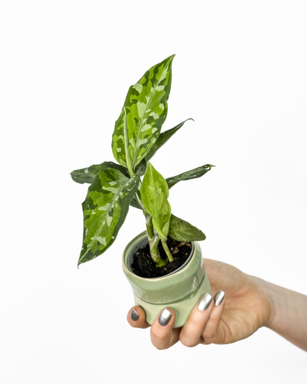 Aglaonema 'Tricolor' (Aglaonema pictum) (XS)