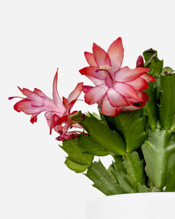 Kaktus zahvalnosti (Schlumbergera truncata ‘Red Flame’) (S)