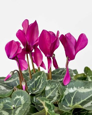 Ljubičasta sobna ciklama (Cyclamen persicum 'Allure Dark Violet') (M)