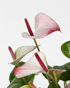 Flamingov cvijet ‘Karma Hotlips’ (Anthurium andraeanum) (L)