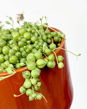 String of Pearls (Senecio rowleyanus) (M)