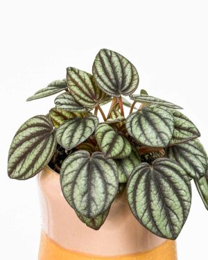 Peperomija 'Piccolo Banda' (Peperomia) (XS)