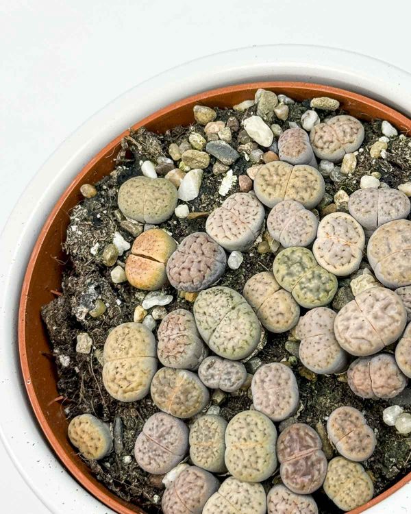 Živi kamenčići (Lithops) (S)