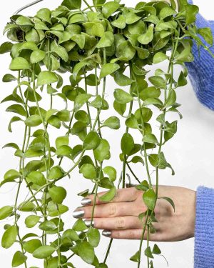 String of nickels na vješalici (Dischidia nummularia)