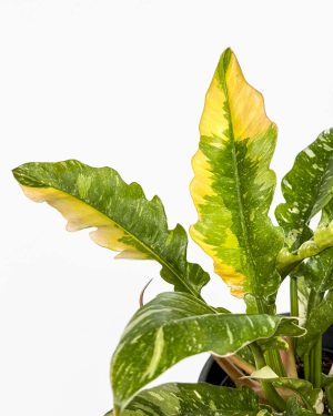 Filodendron 'Ring of Fire' (Philodendron) (M)