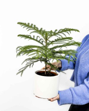 Božićna sobna jelka (Araucaria heterophylla) (M)