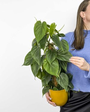 Heartleaf filodendron na opori (Philodendron Scandens) (L)