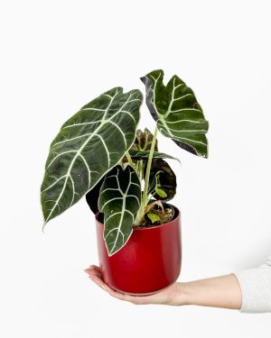 Alokazija 'Watsoniana' (Alocasia longiloba) (M)