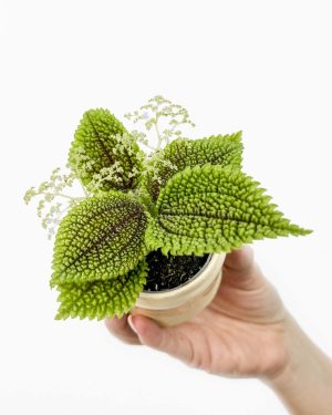 Pilea mollis 'Moon Valley' (Pilea) (XS)