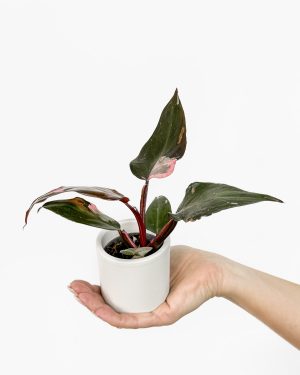 Filodendron 'Pink Princess' (Philodendron) (XS)