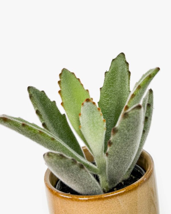 Kalanhoa 'Panda plant' (Kalanchoe tomentosa) (XS)