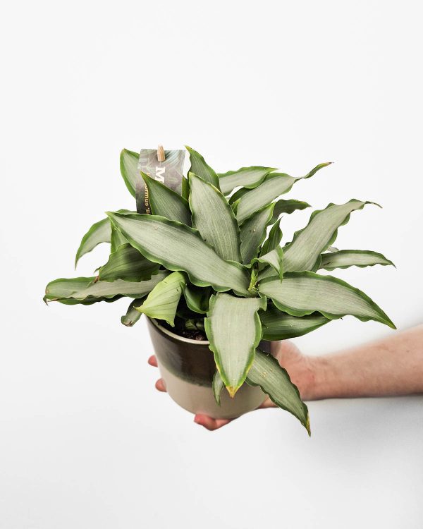 Silver Oyster Plant (Murdannia loriformis 'Bright Star') (M)