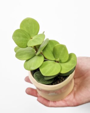 Peperomija ‘Hope’ (Peperomia tetraphylla) (XS)