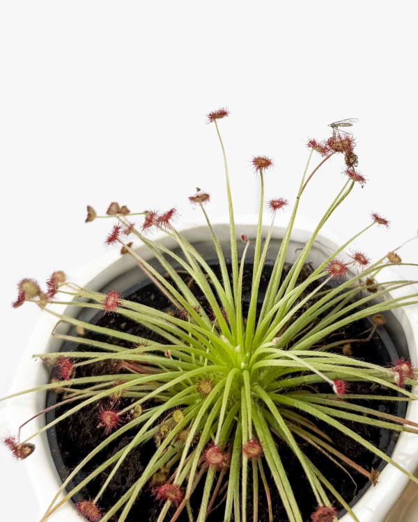 Mesožderka rosika (Drosera Paradoxa) (S)