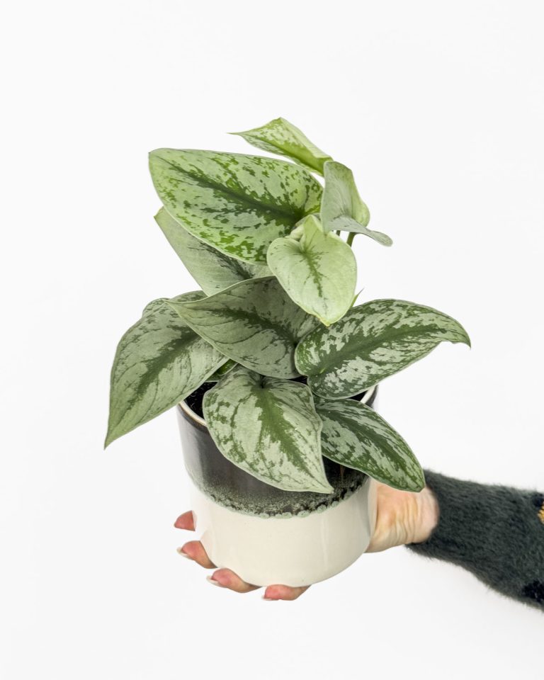 Satin Pothos Trebie Scindapsus Pictus M D Ungla Plants