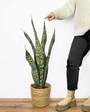Taščin jezik 'Jamaiquina' (Sansevieria) (XL)