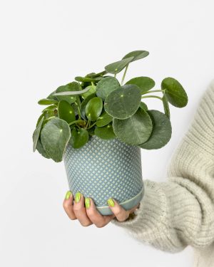 Pilea peperomioides (Pilea) (M)