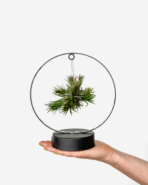 Tilancija (Tillandsia) na stojalu z LED lučkami - 2 barvi