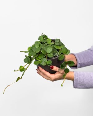 Peperomija ‘Hope’ (Peperomia tetraphylla) (M)