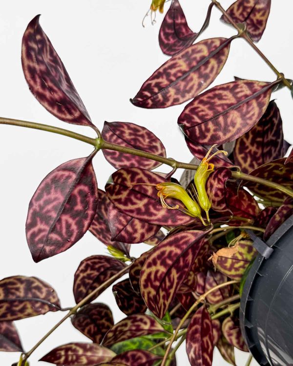 Lipstick plant 'Marmoratus' (Aeschynanthus longicaulis) (L)