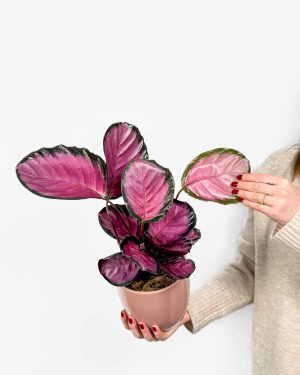 Kalateja 'Misty Red' (Calathea roseopicta) (L)