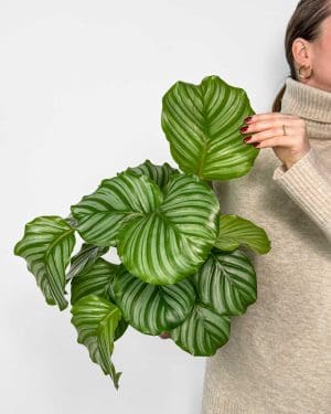 Kalateja orbifolia (Calathea) (L) 2