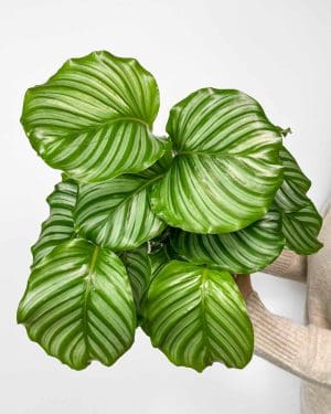 Kalateja orbifolia (Calathea) (L)