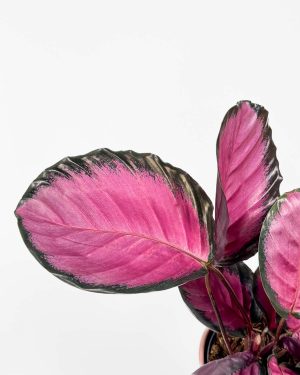 Kalateja 'Misty Red' (Calathea roseopicta) (L) 2