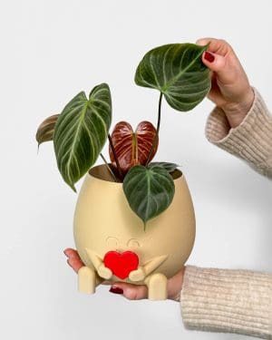 Filodendron 'El Choco Red' (Philodendron rubrijuvenilum) (M)