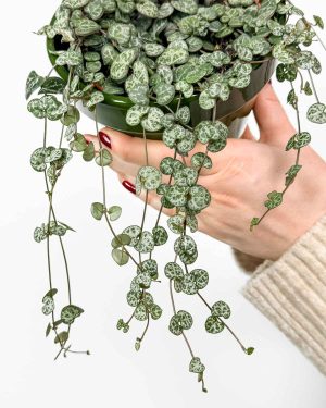 String of hearts (Ceropegia woodii) (M)