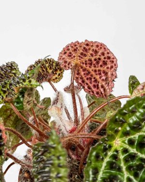 Begonija 'Ferox' (Begonia rex) (M) 3