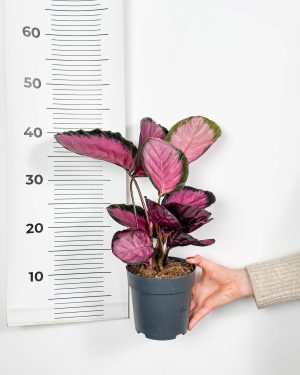 Kalateja 'Misty Red' (Calathea roseopicta) (L) 4