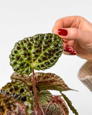 Begonija 'Ferox' (Begonia rex) (M)