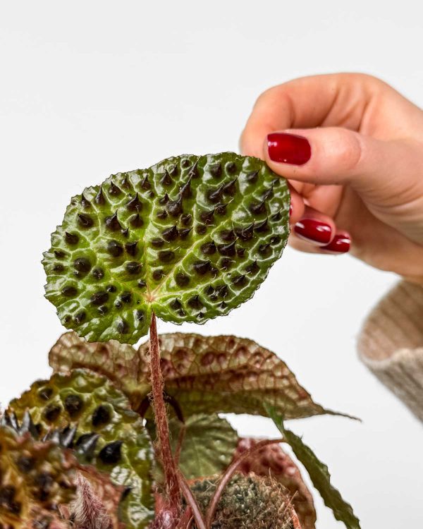 Begonija 'Ferox' (Begonia rex) (M)