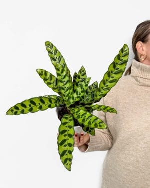 Kalateja lancifolia (Calathea) (M)