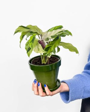 Kalateja 'Yellow Miracle' (Calathea lietzei) (M) 2