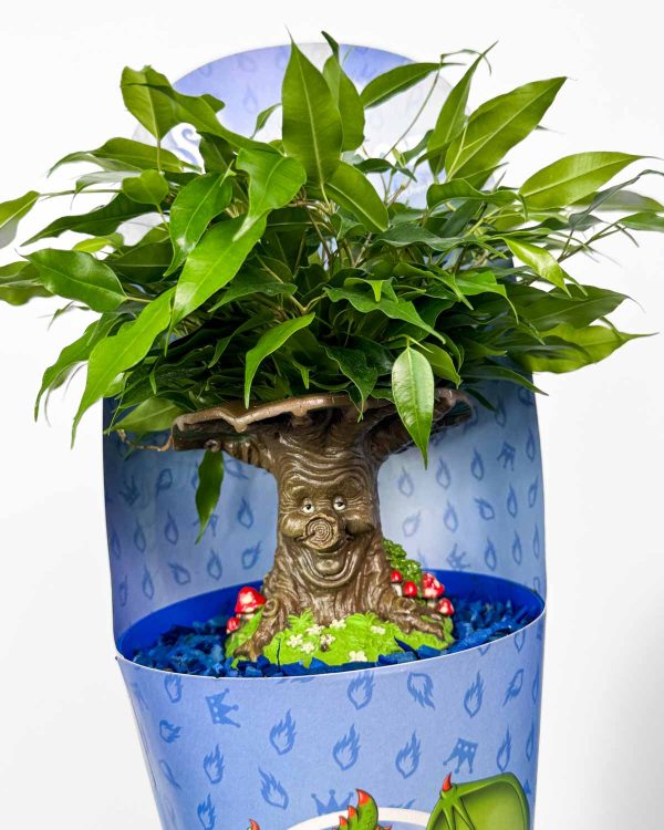 Fikus 'Čarobno drvo za djecu' (Ficus benjamina) (M)