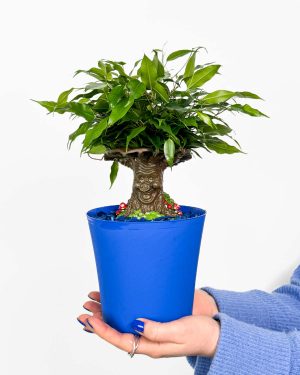 Fikus 'Čarobno drvo za djecu' (Ficus benjamina) (M) 3