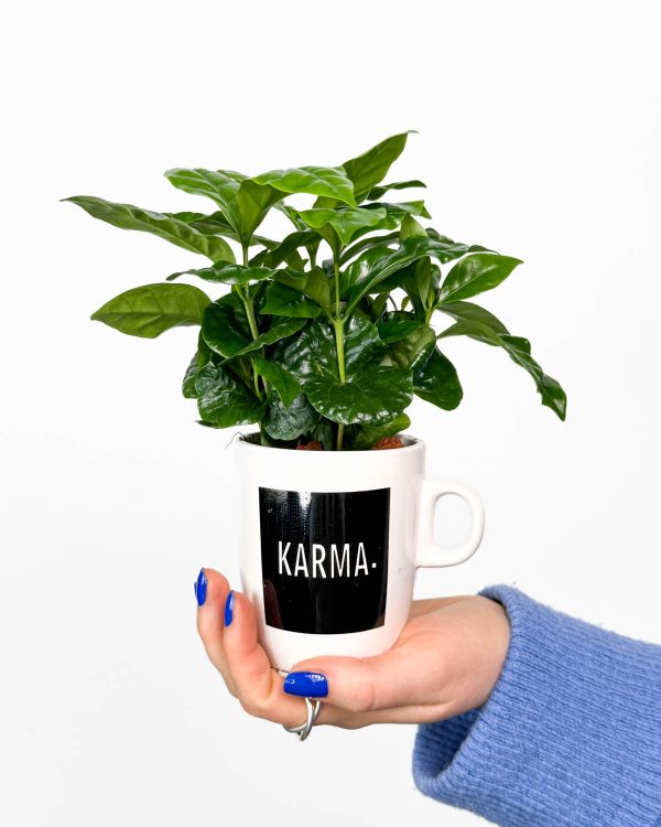 Kavovac u ukrasnoj posudi 'Karma' (Coffea arabica) (S)