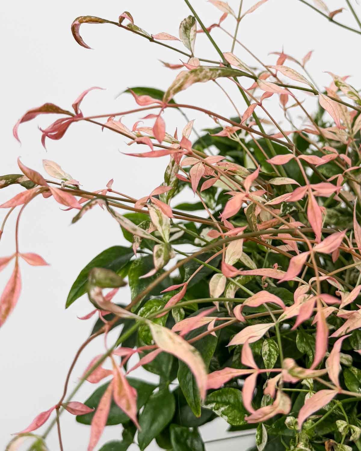 getreiderost bambus Wuchernder Bambus Goldrohrbambus kaufen | Phyllostachys aurea -  Goldrohrbambus