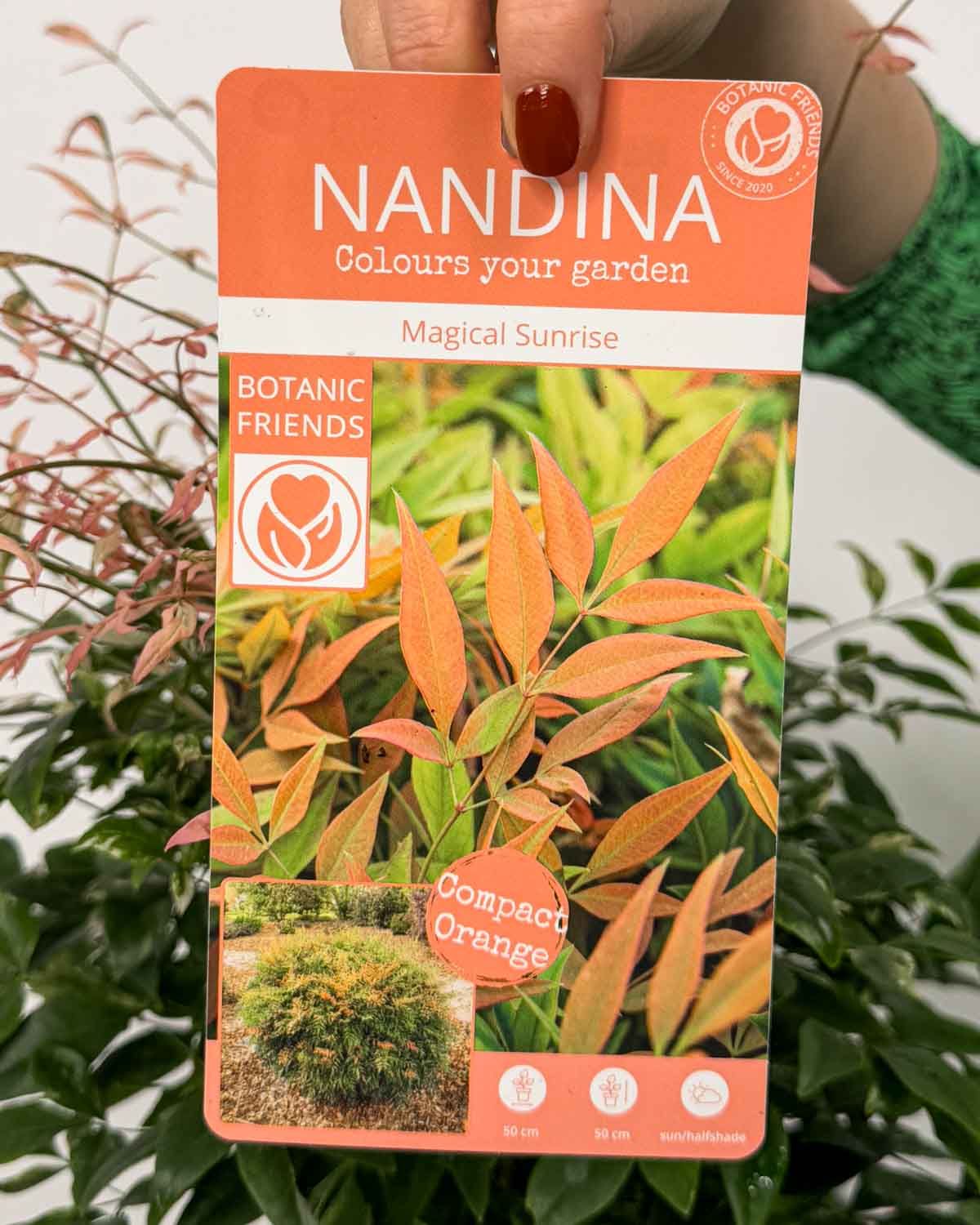 Nebeski bambus 'Magical Sunrise' (Nandina domestica) (L) - Dungla Plants