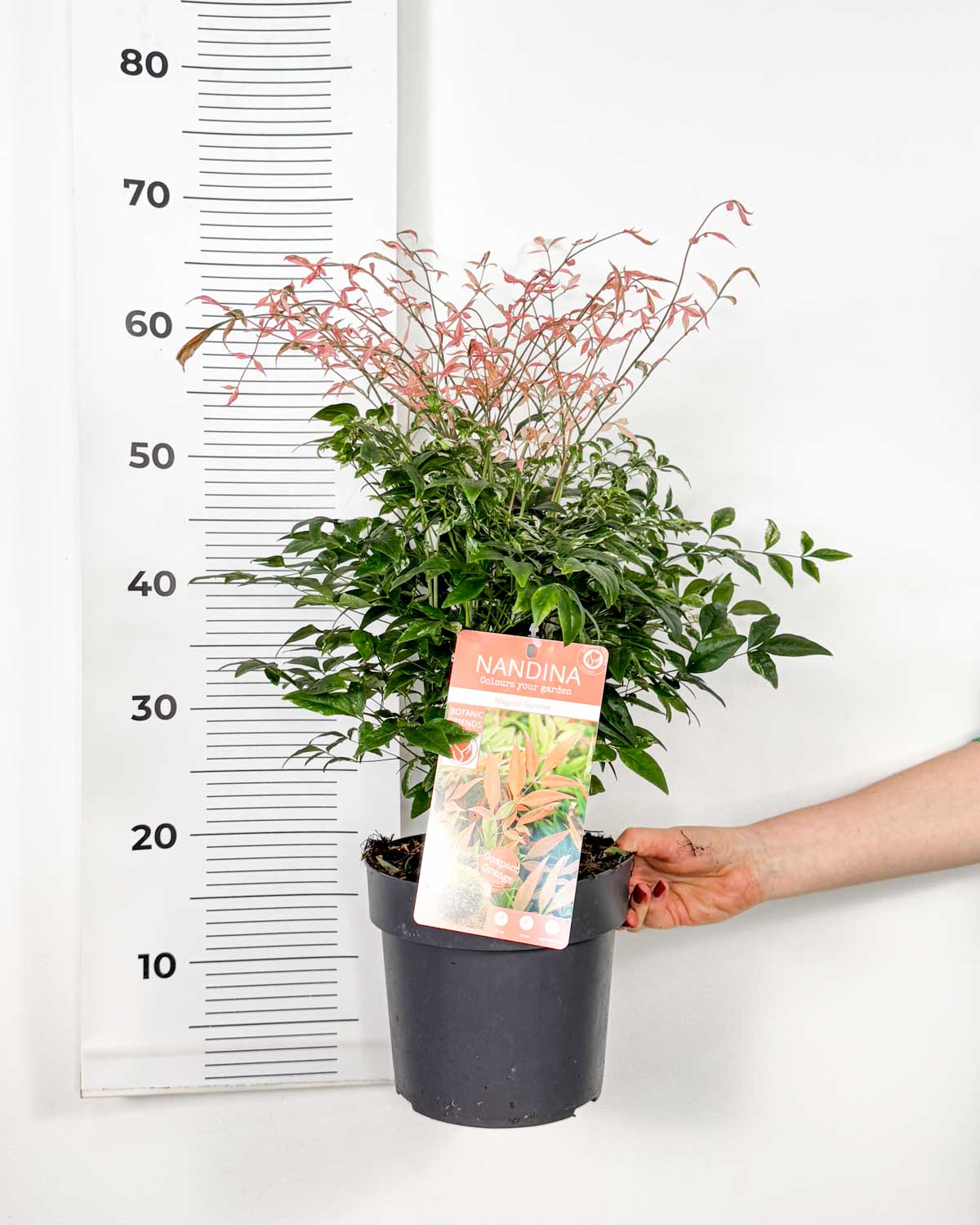 Nebeski bambus 'Magical Sunrise' (Nandina domestica) (L) - Dungla Plants