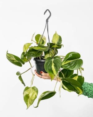 Filodendron 'Brasil' (Philodendron scandens) (L)