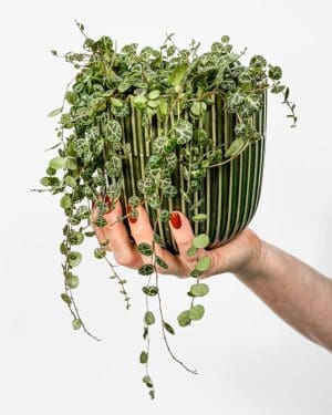 String of turtles (Peperomia prostrata) (M)