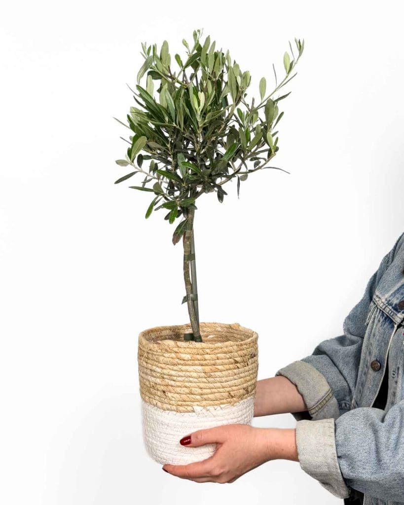 Maslina (Olea europaea) (L)